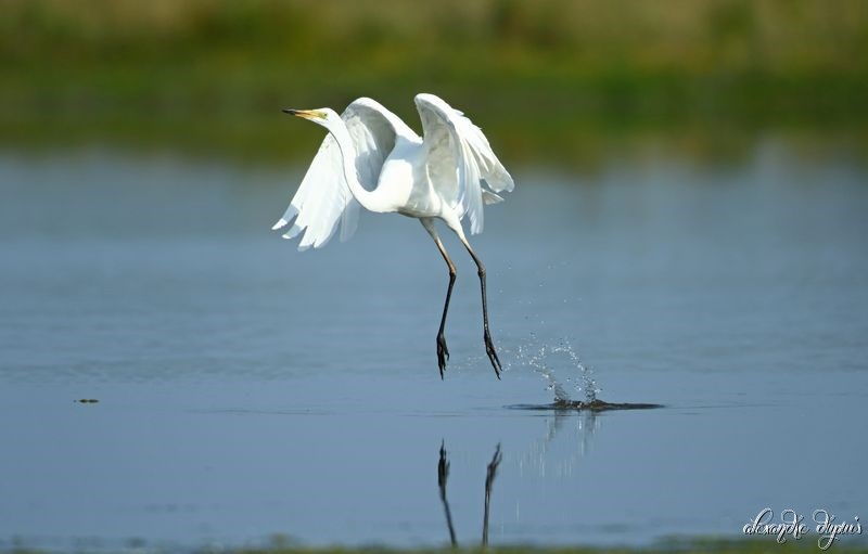 grande aigrette.jpg